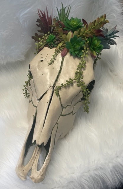 Geunine Cow Skull with succulents